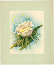 Authentic Vintage Calendar Floral prints from the 1910s-1940s